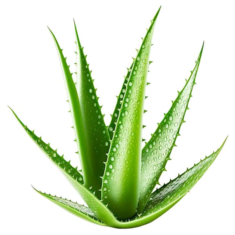 Forever Living Aloe Pflanze