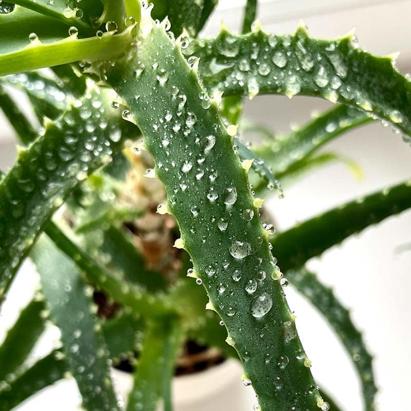 Die Aloe Vera Pflanze Gießen